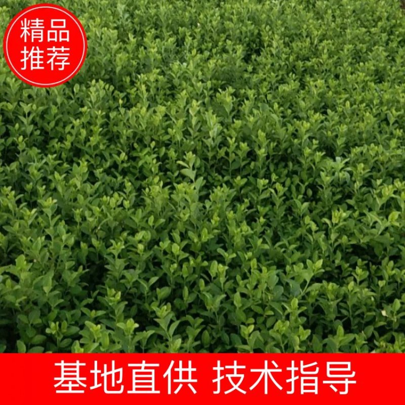 绿化苗卫矛，四季常青