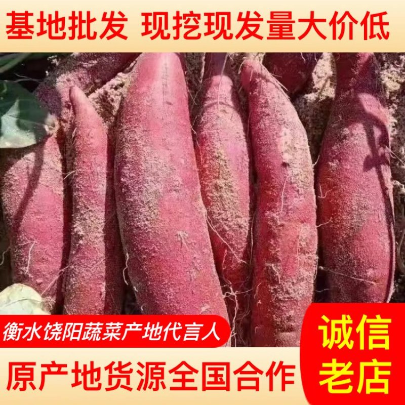 【精品推荐】西瓜红红薯饶阳纯沙地库存产地优质一手货源全国批发