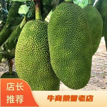 海南黄肉菠萝蜜/马来1号支持全国整车发货(快递/物流)