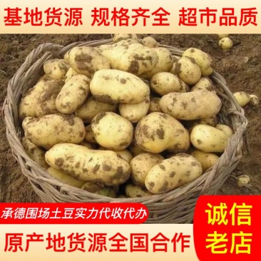 【产地货源】围场土豆批发沃土V7希森黄心白心土豆规格齐全价低