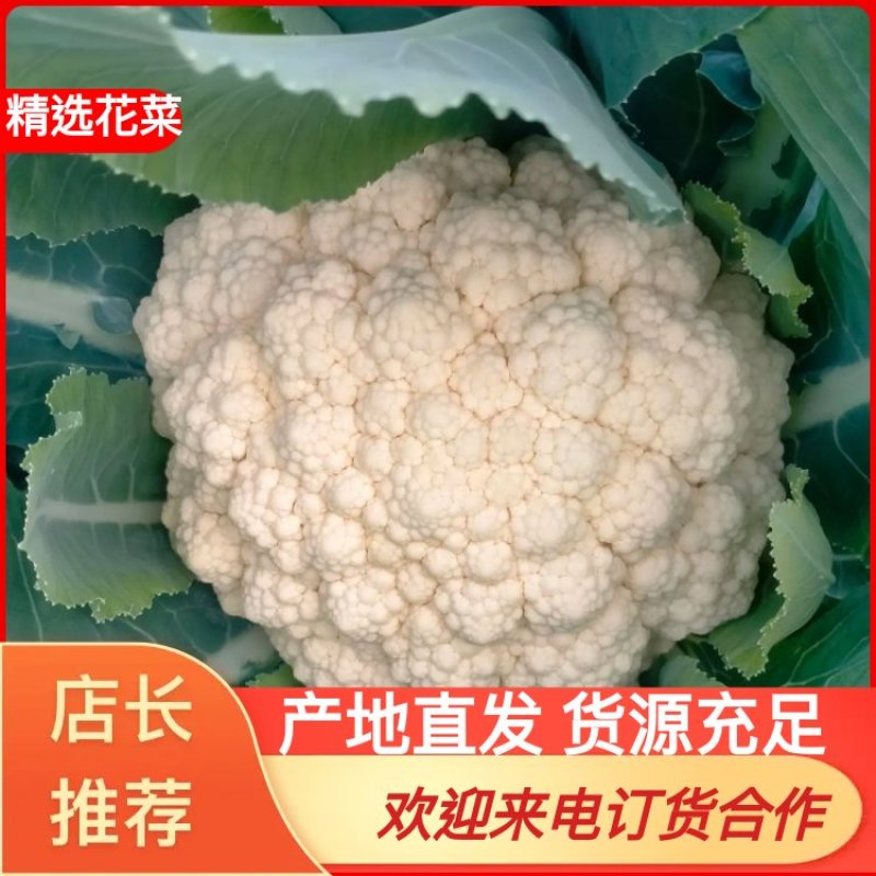 福建漳州松花菜有机花菜产地直发质量保证欢迎来电！