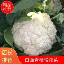 精品松花菜菜花青面白梗质量保证价格支持视频