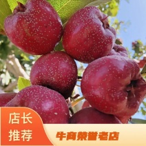 河北秋果甜口山楂大量上市，口感酸甜，糖葫芦专用抓紧联系啦