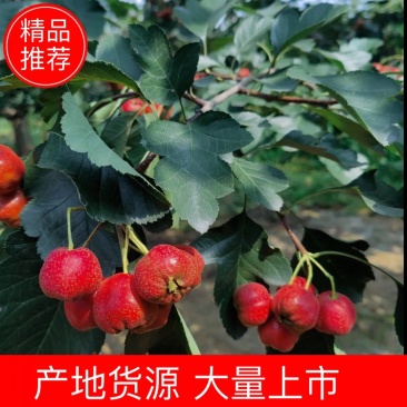 精品山楂,大量上市,原产地货源,有感兴趣的老板来聊