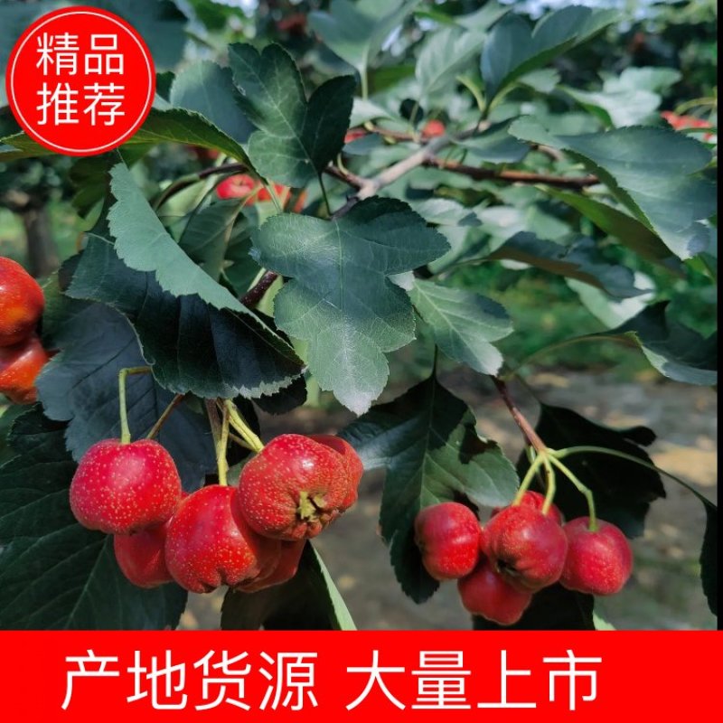 精品山楂，大量上市，原产地货源，有感兴趣的老板来聊