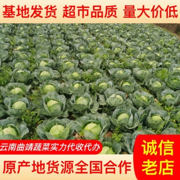 优质圆包菜甘蓝菜品种齐全产地一手货源超市饭店品质量大价低