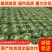 优质圆包菜甘蓝菜品种齐全产地一手货源超市饭店品质量大价低