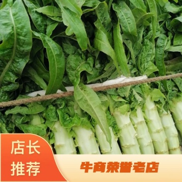 河北尖叶莴苣，产地直发，大量现货，质量很好