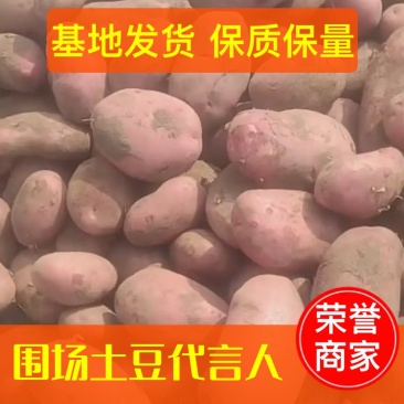 【基地货源】雪川红土豆实力代办一手货源对接超市餐馆档口价低