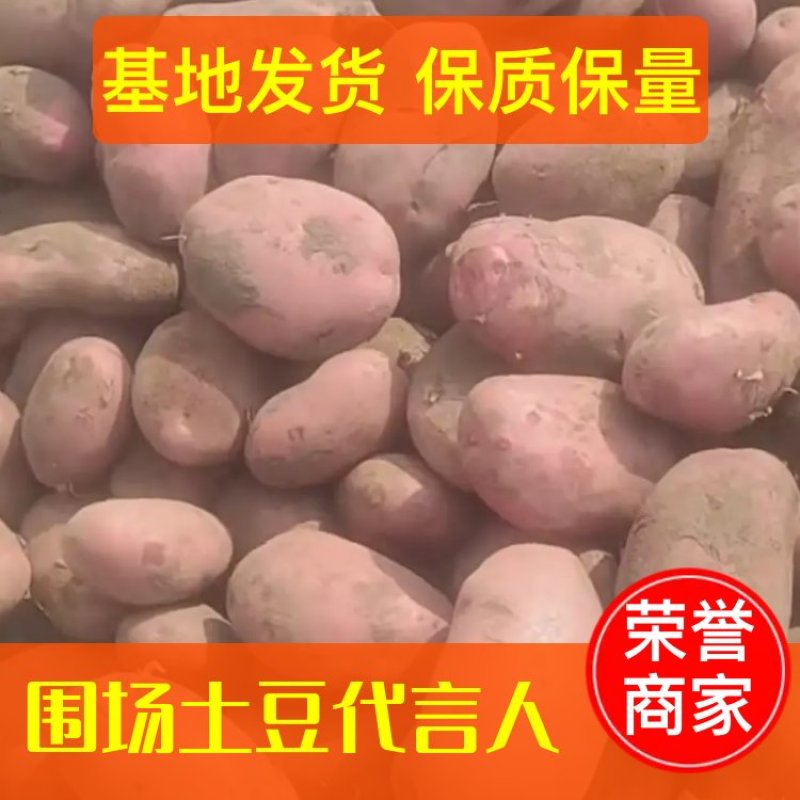 【基地货源】雪川红土豆实力代办一手货源对接超市餐馆档口价低