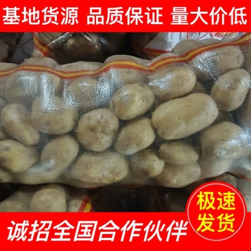 【现货速发】围场干洗V7土豆一手货源全国批发对接超市餐馆档口