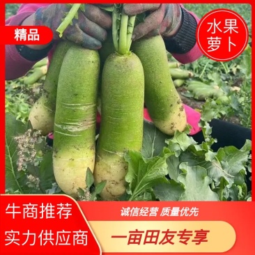 山东潍坊水果萝卜固堤水果萝植基地多多买菜专用