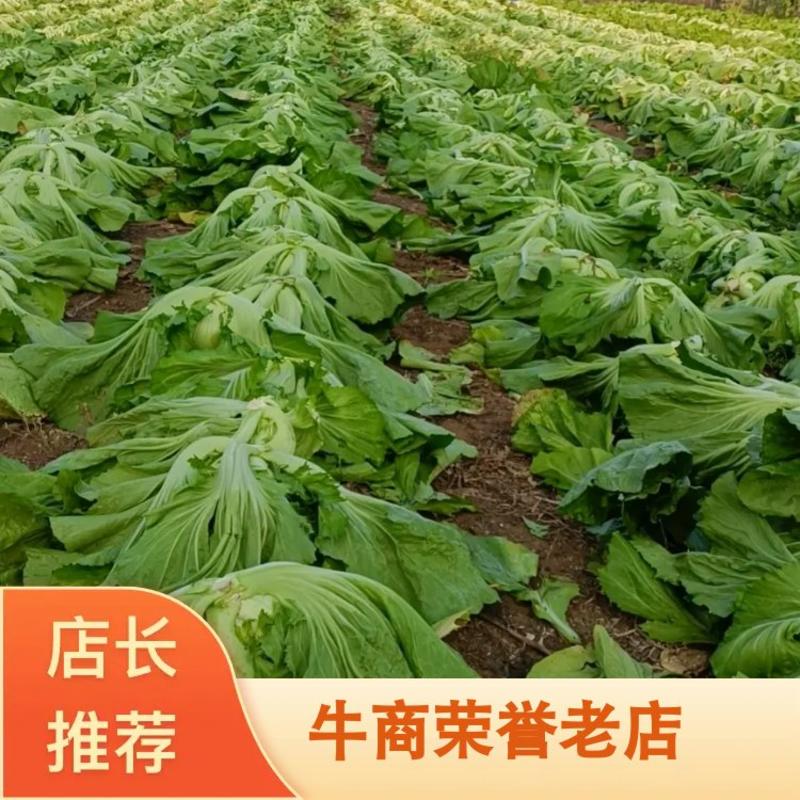 横县芥菜新鲜包芯，脆嫩清香酸菜常用下饭自种蔬菜