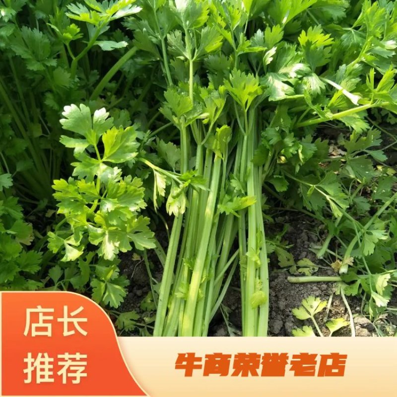 芹菜大量供应，常年不断货，质量有保证，诚信第一