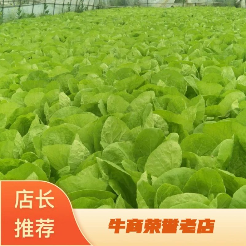生菜大量供应，产地直发，价格优惠，欢迎采购看货