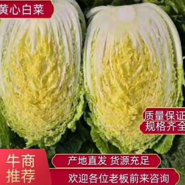 江苏精品黄心白菜盐城东台精品黄心白菜，泡菜厂，酱菜厂，加工厂