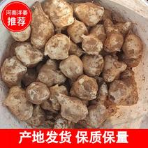 【洋姜】河南灵宝市万亩洋姜产地发货品质好货量足量大从优