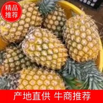 菠萝菠萝批发广东徐闻菠萝产地直供菠萝批发价菠萝代办菠萝价