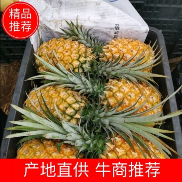 菠萝广东菠萝香水菠萝热带水果批发价格菠萝直销现货价格优惠