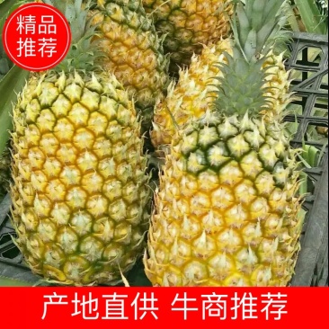菠萝菠萝价格广东菠萝代办7年老店农户一手货源菠萝产地直供