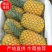 菠萝/广东菠萝/香水菠萝/徐闻菠萝/巴厘菠/农户自发