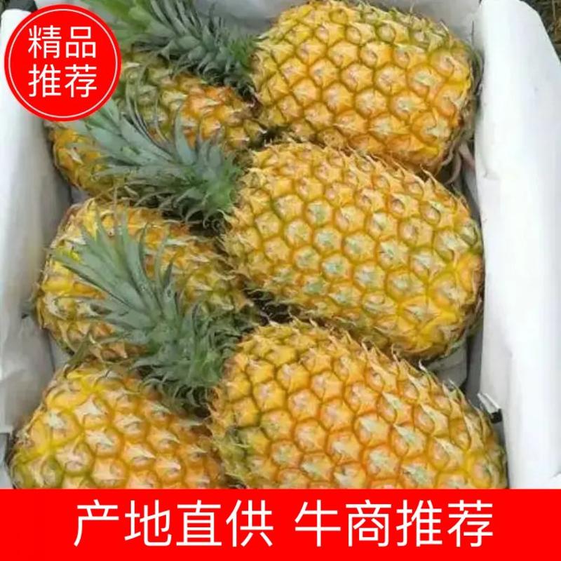 广东徐闻菠萝(诚信第一)质量保证，农户第一手货源