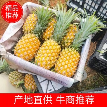 菠萝菠萝批发菠萝产地直供广东菠萝价格菠萝代办菠萝批发价格