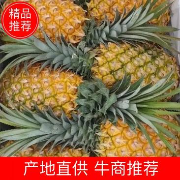 广东菠萝（诚信第一)质量保证，农户第一手货源