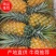 菠萝广东菠萝诚信第一质量保证菠萝代办农户菠萝现货供应菠萝