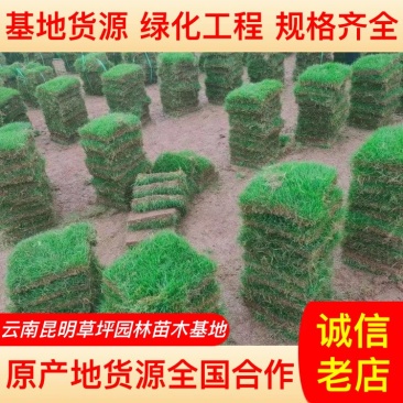 【精品推荐】马尼拉草坪一手货源保证成活园林绿化庭院工程价低