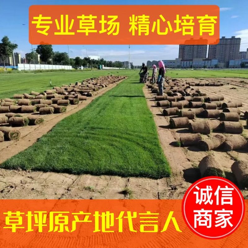 【基地货源】精品四季青草坪带土发包成活包指导好售后绿化园林