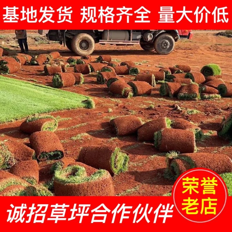 【诚信老店】精品剪顾颖草坪包成活包指导优质售后绿化庭院球场