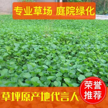 【专业草场】马蹄金草坪基地一手货源免修剪草坪别墅区专用高品质