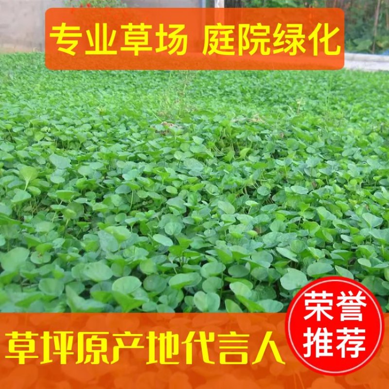 【专业草场】马蹄金草坪基地一手货源免修剪草坪别墅区专用高品质