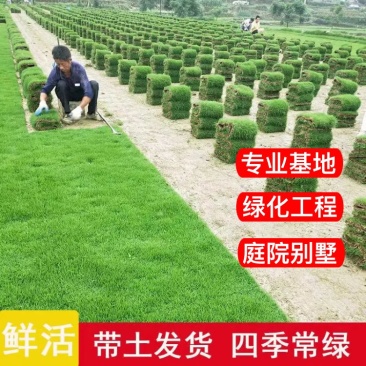 【专业草场】草坪草基地一手货源规格齐全包成活包售后量大价低