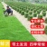 【专业草场】草坪草基地一手货源规格齐全包成活包售后量大价低