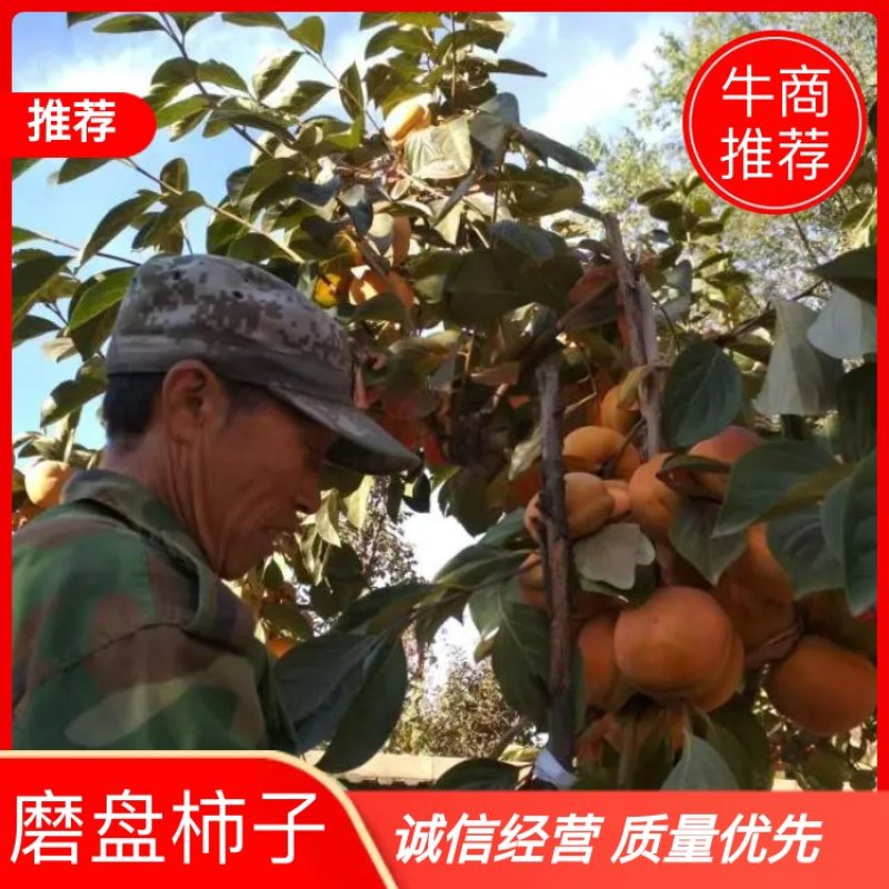 磨盘柿子现以大量上市，今年行情好，需要的客商抓紧采购