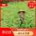黄柏苗，黄柏小苗，货真价实，保质保量诚信经营欢迎基地考察