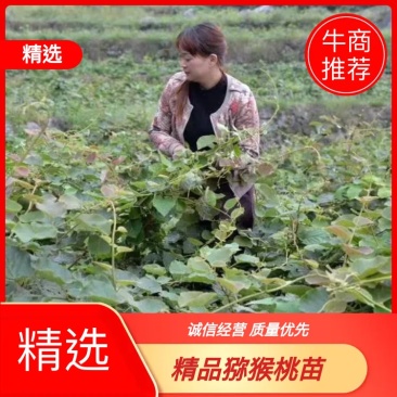 [推荐]湖南精品猕猴桃苗，产地发货品质保障，量大从优