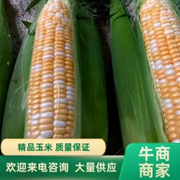 【水果玉米】鲜玉米广东徐闻货源充足电商超市社团供货电联