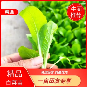 【推荐】云南玉溪白菜苗一手货源存活率高量大价优