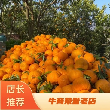 原产地陕西狮头柑果园实发包邮装批发团购一件代发