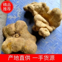 地苦胆