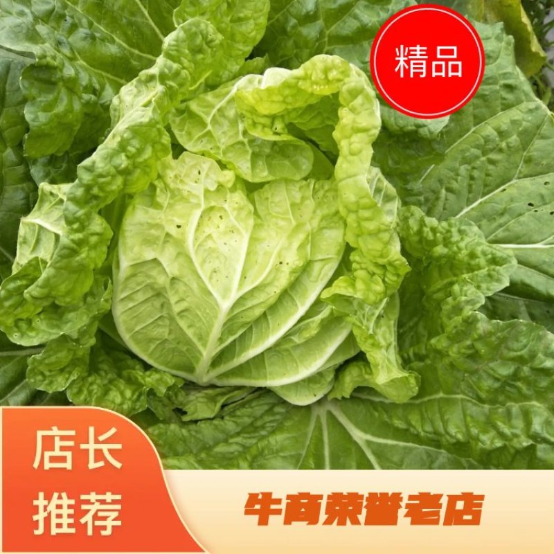 【精品】精品白菜，卷青筒，尖尾白菜大量上市欢迎合作