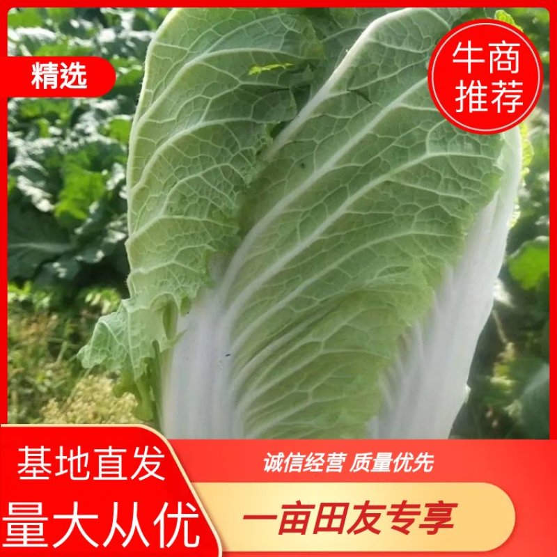 白菜，大白菜，基地直发，量大从优，一手货源，欢迎采购