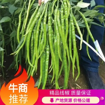 八号线椒，二荆条，品种全，货源丰富，欢迎全国各大市场选购