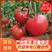 西红柿山东硬粉西红柿量大产地直供对接各大超市批发市场