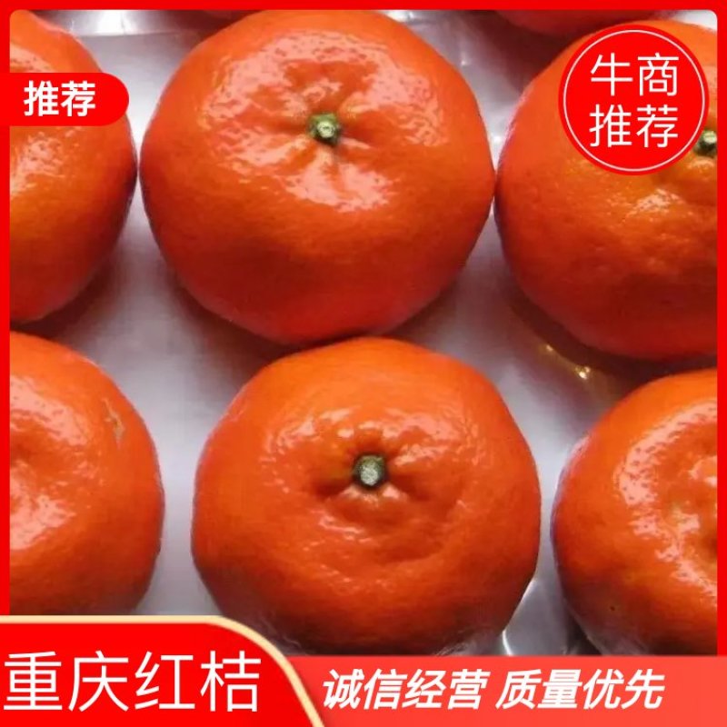 万州区古红桔，产地一手货源，对接大型批发商，欢迎来电咨询