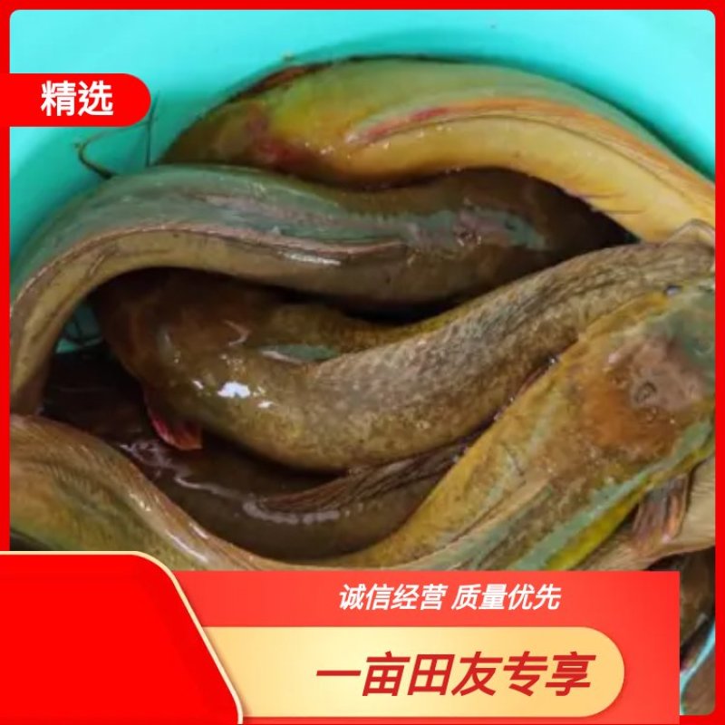 塘角鱼苗，土塘鲺，胡子鲶鱼养殖周期短回效快可以高密度养殖