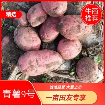 青海青薯9号土豆大量上市，品质保证，量大从优，欢迎采购
